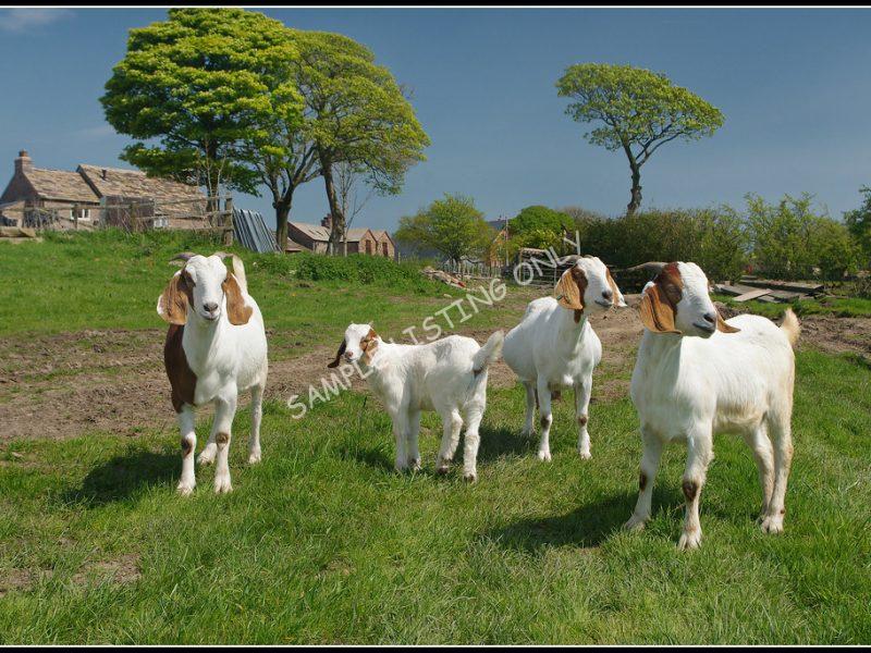 Mauritanian Live Boer Goats