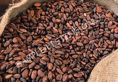 Mauritania Cocoa Beans