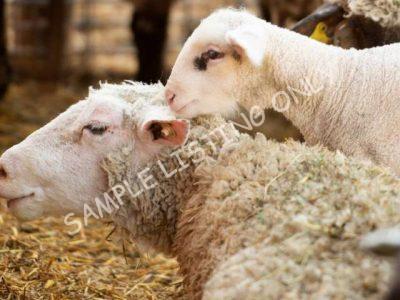 Healthy Mauritania Sheep
