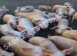 Mauritania Healthy Pigs