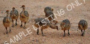Mauritania Guinea Fowls